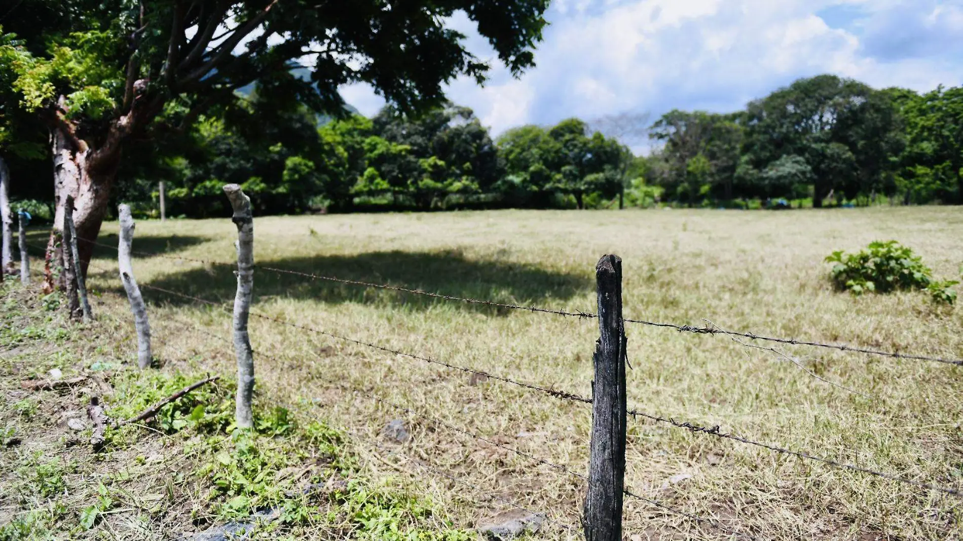 Plaga | Gusano medidor